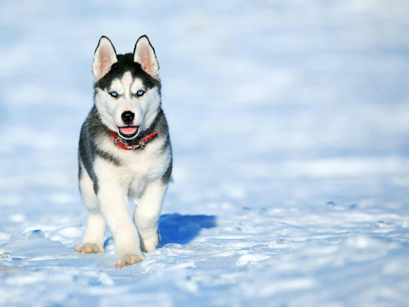 alaskan husky vs siberian husky