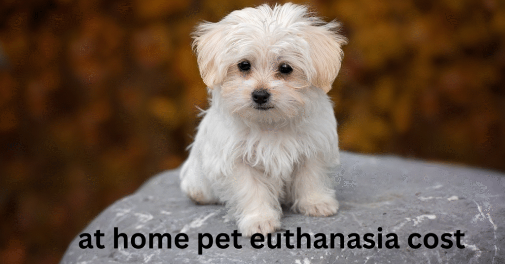 at home pet euthanasia cost